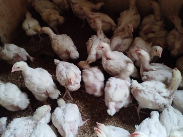 ADP OFF-HEAT AND FULLY VACCINATED BROILER CHICKEN