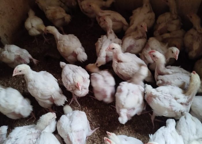 ADP OFF-HEAT AND FULLY VACCINATED BROILER CHICKEN